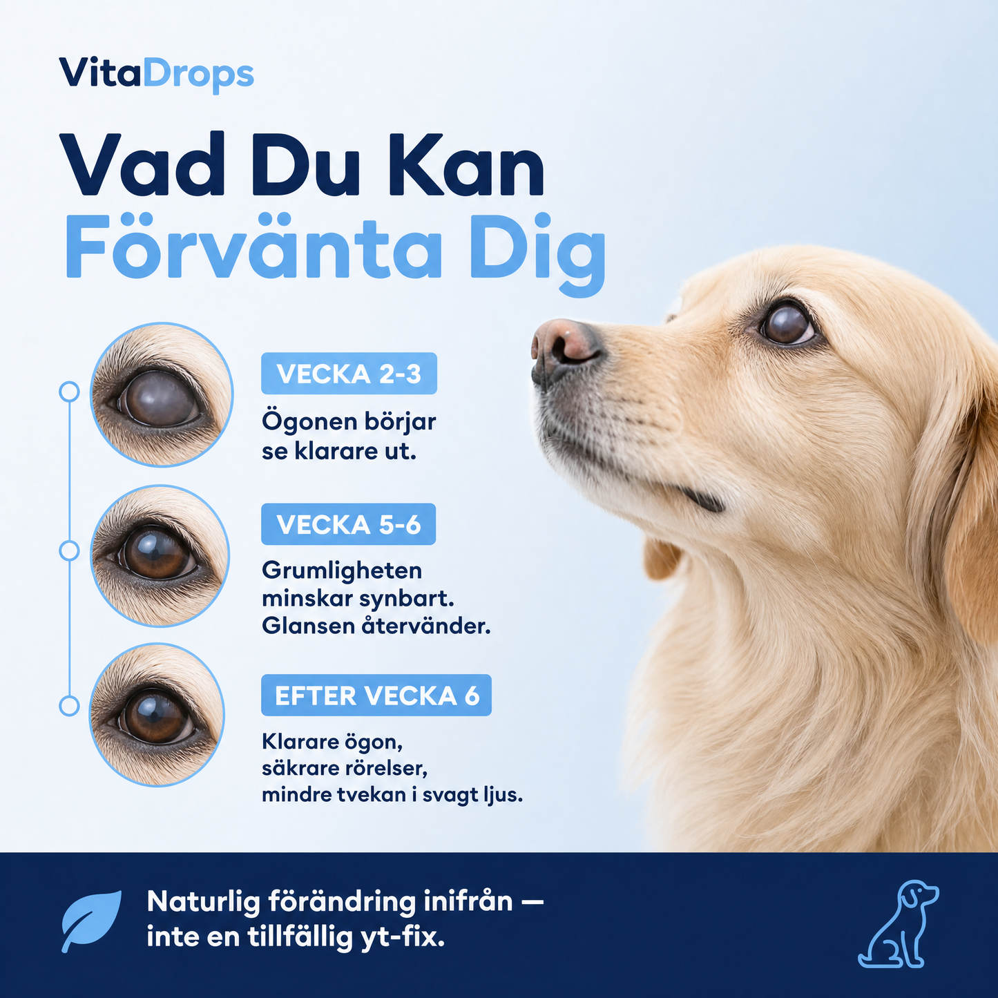 Stötta Din Hunds Syn Inifrån — Innan Problemen Förvärras, VitaDrops™